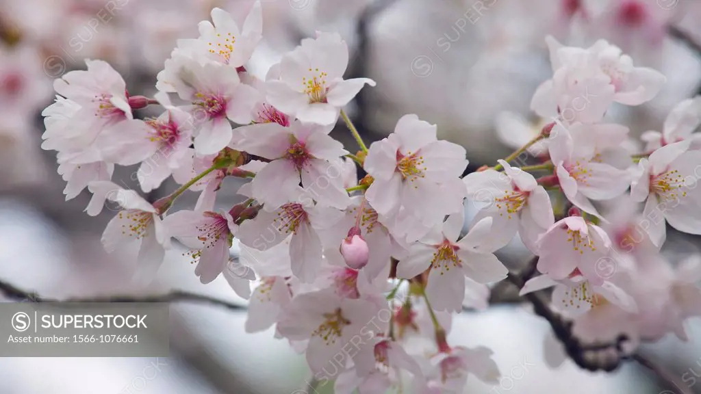 A close-up of cherry blossoms on the Path of Philosophy