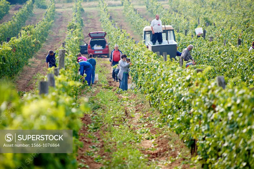 Grape harvest in the Balaton vineyards - Balaton-Fely, Hungary