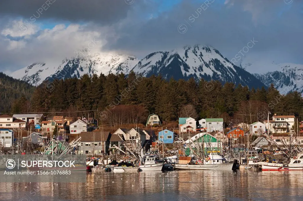 Pacific herring Clupea pallasii sac roe fishing fleet congregating in Sitka, Alaska´s harbors in preparation for the fishery opening.