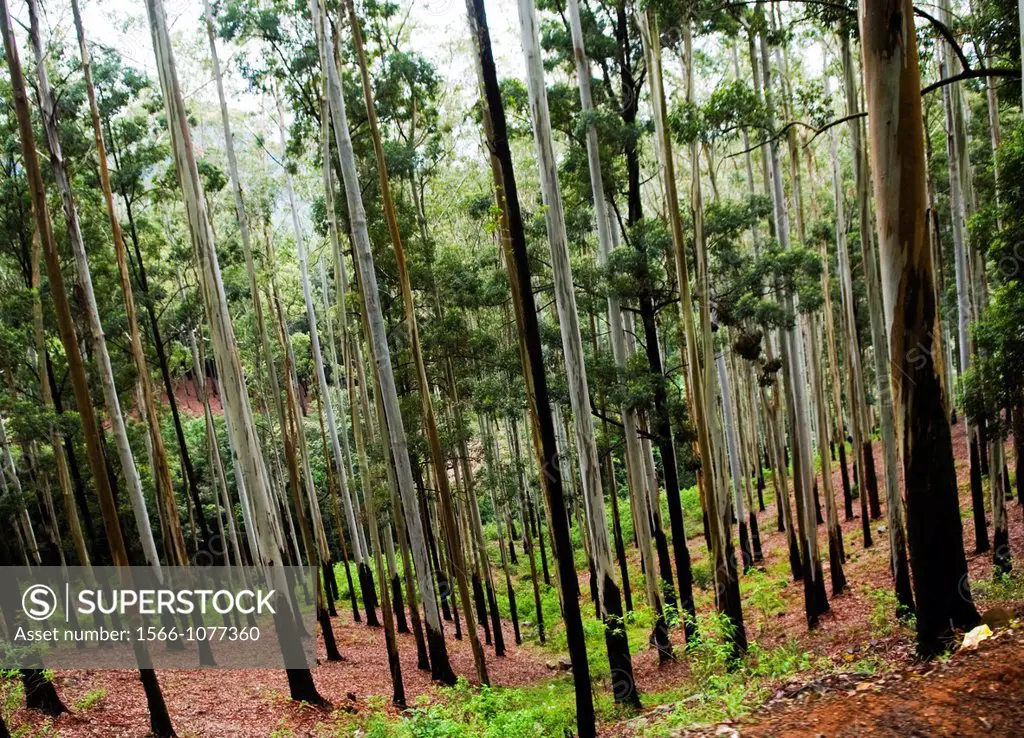 Beautiful forests in Sri Lanka´s hill country