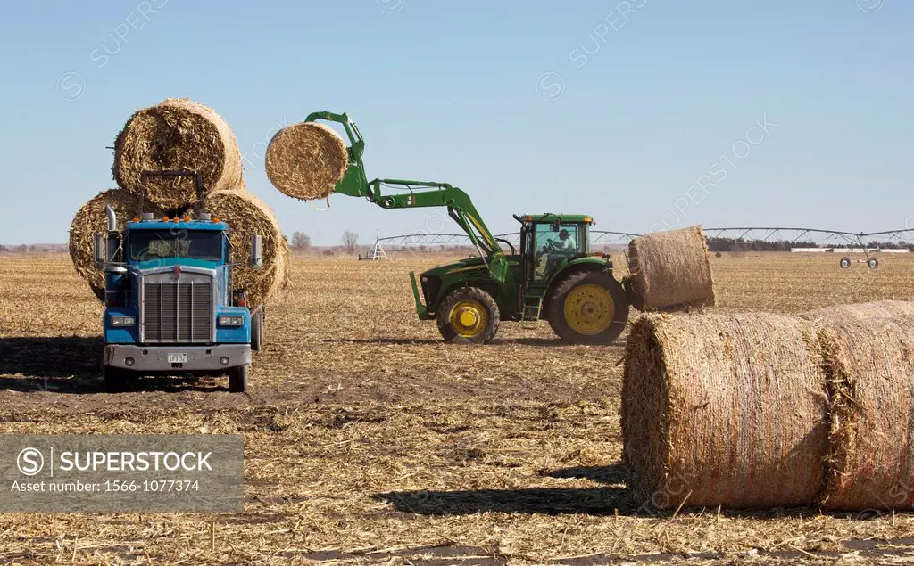 Lexington, Nebraska - Bales of hay are loaded on a truck in a farm field