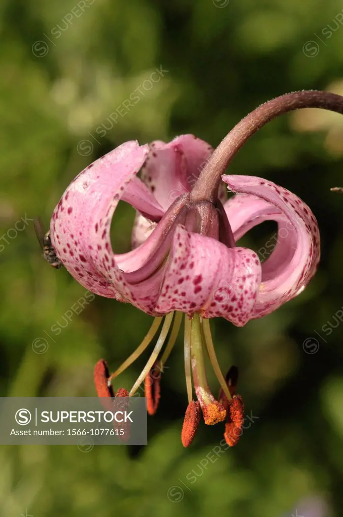 Pyrenean Lily (Lilium pyrenaicum, fam. Liliaceae), Eyne valley, French Cerdagne, Pyrenees-Orientales, Languedoc-Roussillon, France