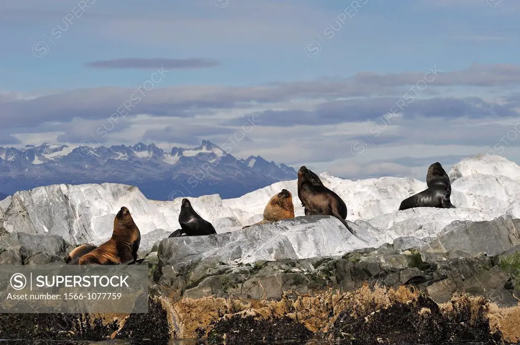 sea lions Otaria flavescens in the Beagle Channel, Ushuaia, Tierra del Fuego, Patagonia, Argentina, South America