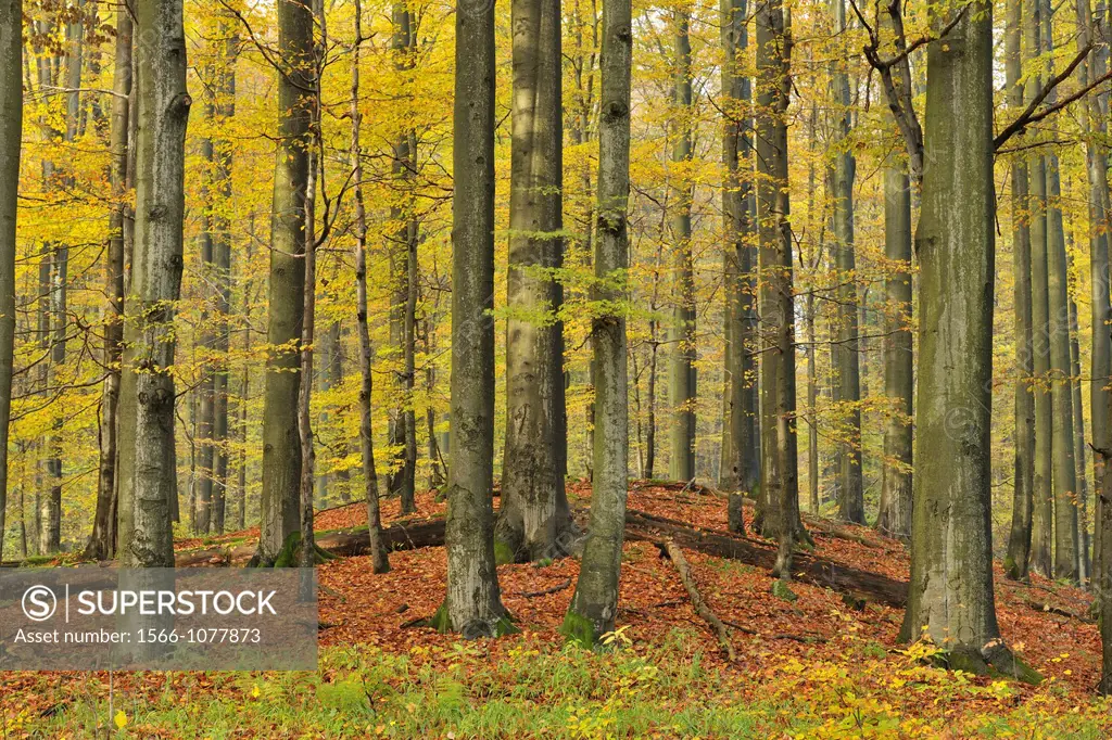 Beech forest in autumn, after rain, Rhoen Mountain, Hesse, Germany