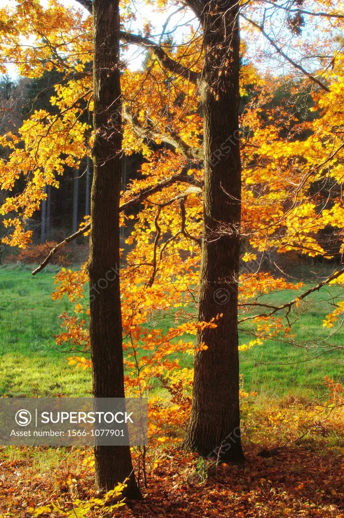 Fall forest. Wolfsburg, Lower Saxony, Germany.