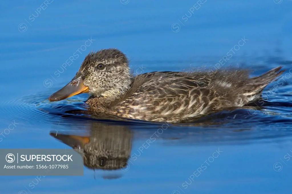 Young Eurasian teal (Anas crecca) swimming on a pond in a bog in Southern Sweden