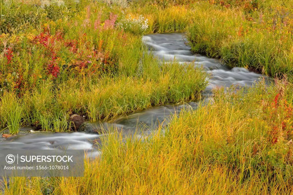 A small creek in the Lamar Valley, with fireweed and aster, Yellowstone NP, Wyoming, USA