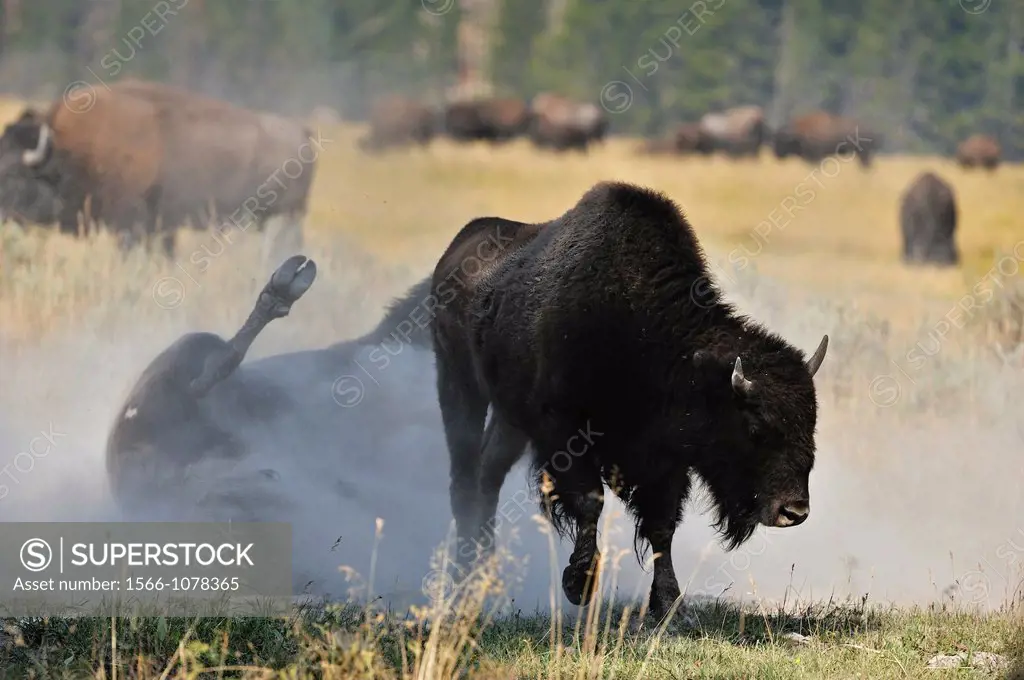 American Bison Bison bison Bull and cow in rut, Yellowstone NP, Wyoming, USA
