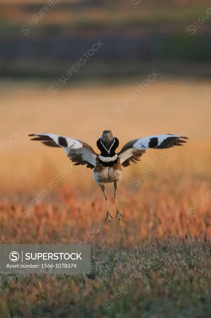 Male Little Bustard Tetrax tetrax in courtship display in Spring at its lek where the animal jumps, makes sounds with its beak and shows itself to sur...