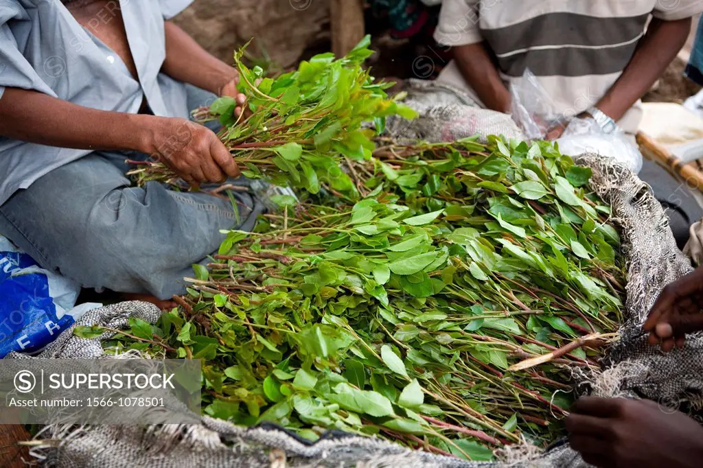 Khat or qat Catha edulis Forsk The soft leaves and twigs are chewed by Somali people The active substances of Khat are prohibited in the Europe but th...