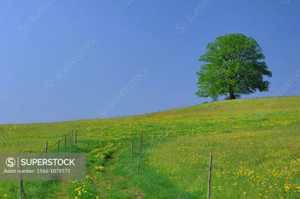 Lime-tree in Blooming Grassland at Spring, Bavaria, Germany