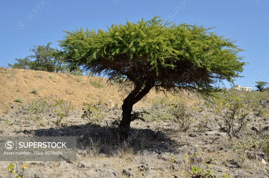 Frankincense tree, used to make incense, Salalah, Oman