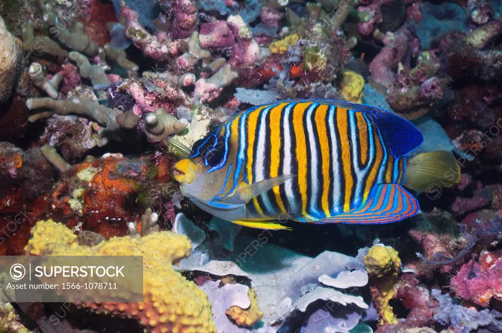Regal angelfish Pygoplites diacanthus  Solomon Islands  Indo-Pacific