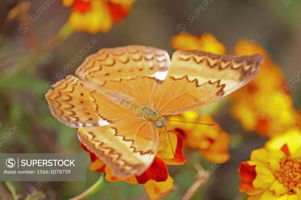 Cirrochroa thais, Tamil Yeoman, Insect, Butterfly, India