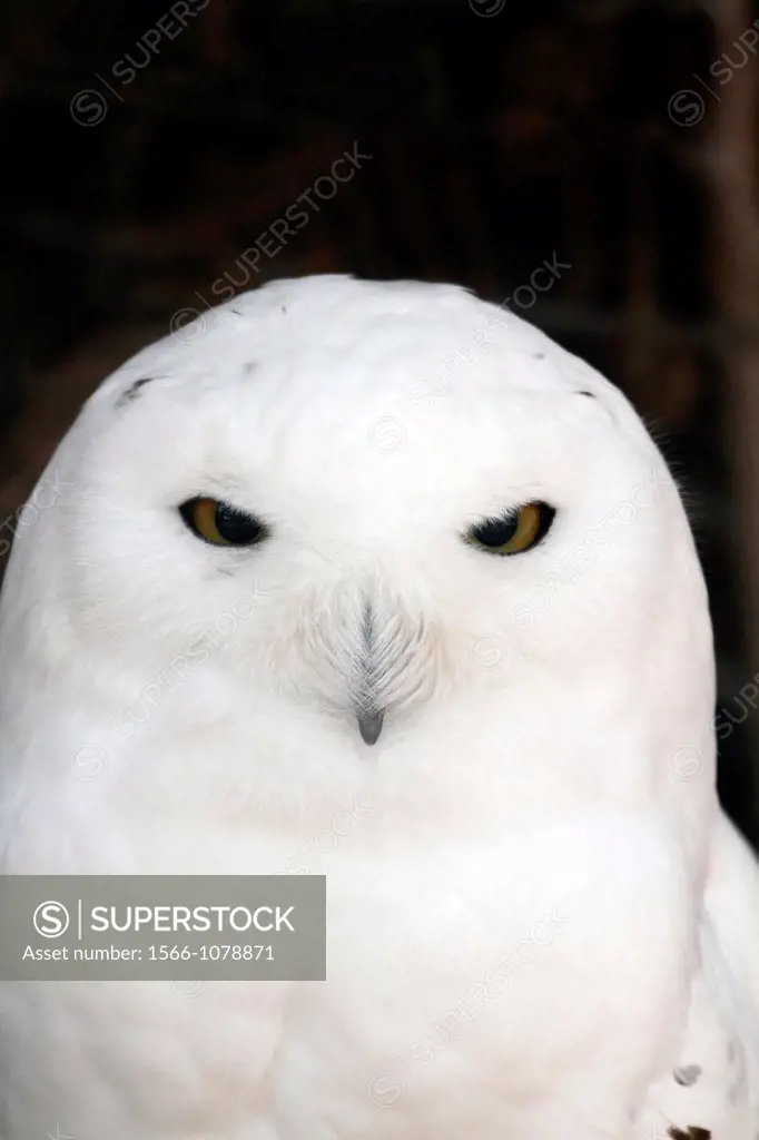 A Snowy Owl, Bubo scandiacus, staring  Lehigh Valley Zoo, Schnecksville, Pennsylvania, USA