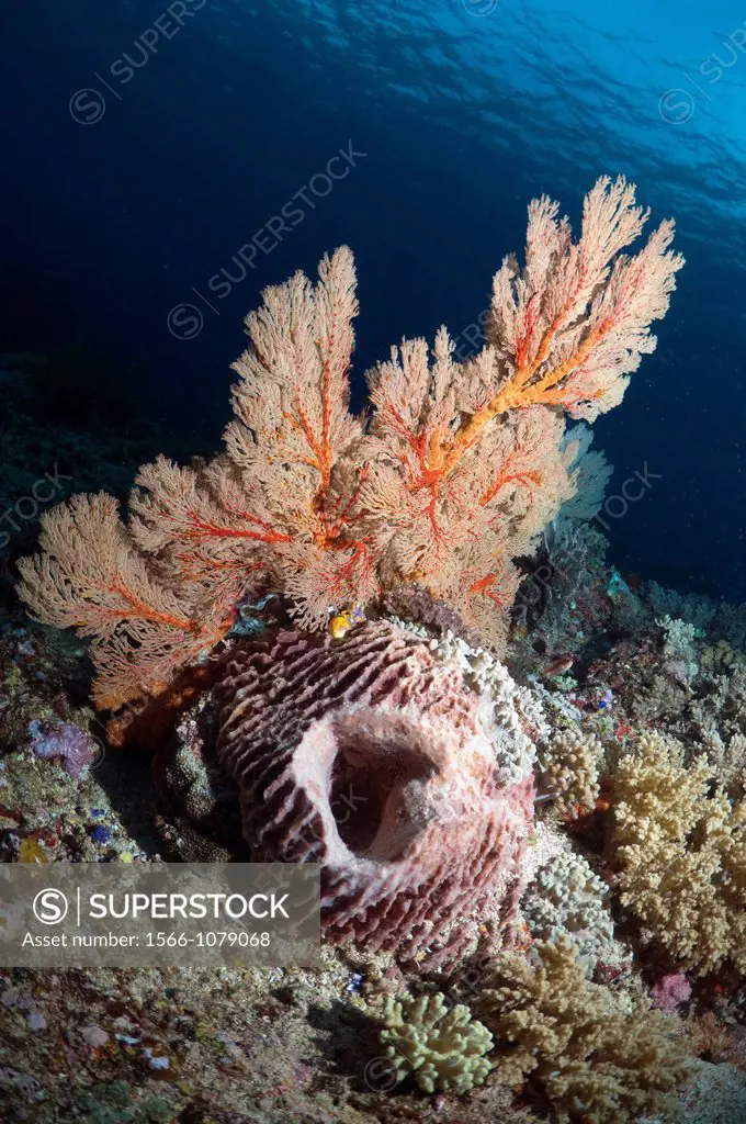 Barrel sponge Xestospongia testudinaria on coral reef with gorgonian  Komodo National Park, Indonesia