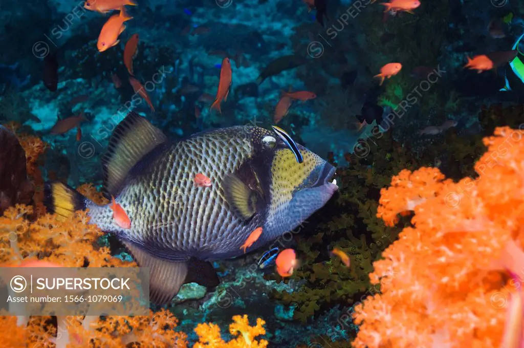 Titan triggerfish, Moustache triggerfish Balistoides viridescens with a Cleaner wrasse Labroides dimidiatus  Komodo, Indonesia