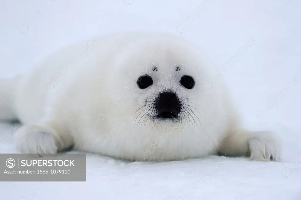 Harp seal pup white coat 4 to 14 days old on ice Phoca groenlandicus Magdalen Islands, Quebec, Canada