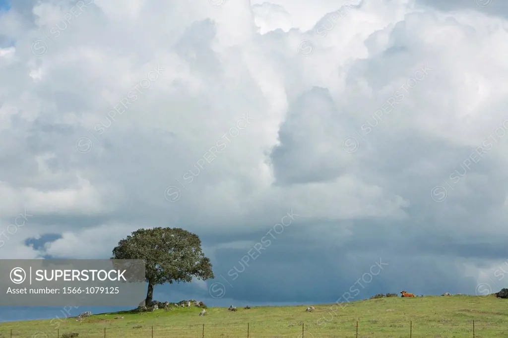 Biosphere Reserve of Sierra de Béjar and Francia  Stormy clouds over a dehesa in La Sierpe  Salamanca Province  Castilla y León  Spain