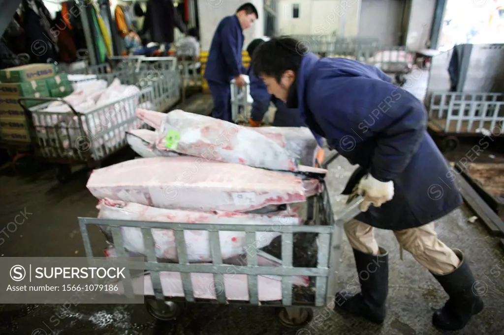 Tsukiji is the largest fishmarket in Tokyo between 5 am and 8 am all the fish from the harbour will arrive in this market and prepared for wolesale Hu...