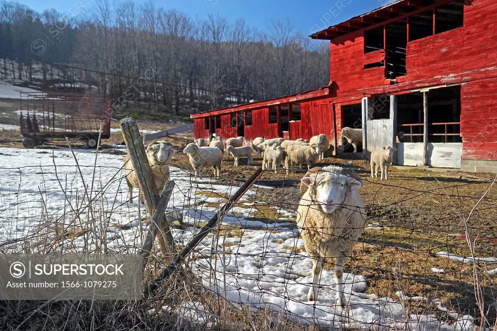 Sheep on a farm in Western Massachusetts