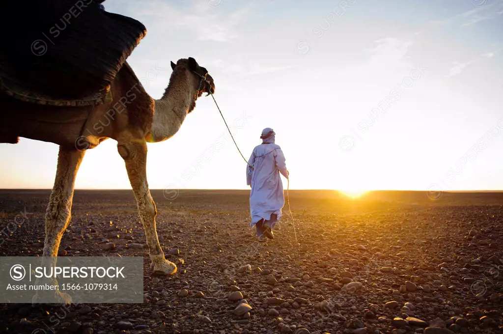 Nomad Berber with his dromedary in the Sahara desert, Morocco