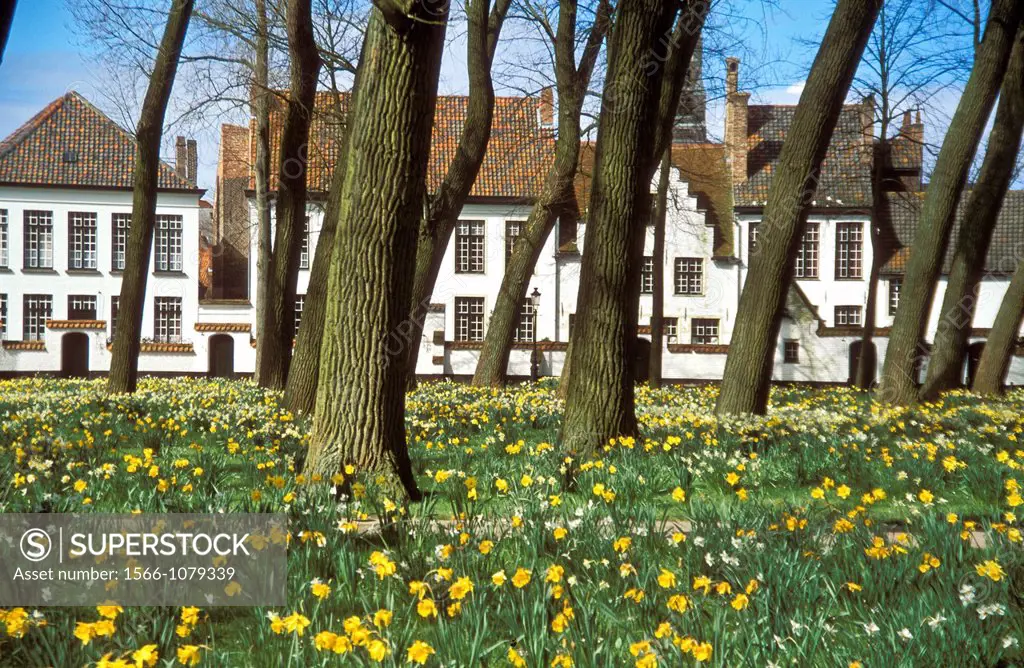 Begijnhof Courtyard with the garden full of daffodils, Bruges, Belgium