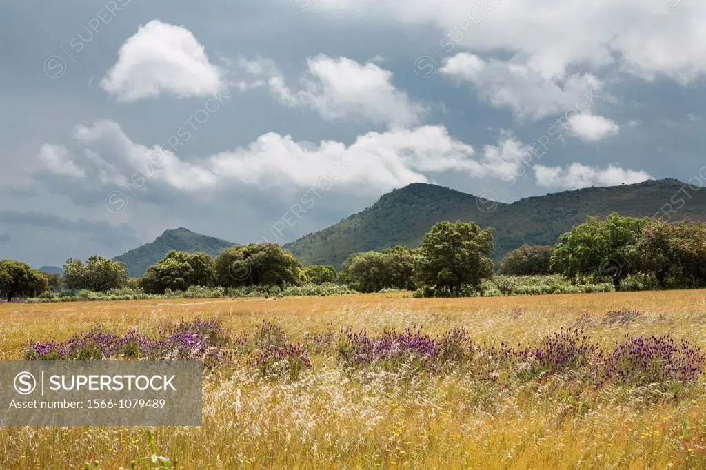 Landscape in Mesas de Ibor  Cáceres province  Extremadura  Spain