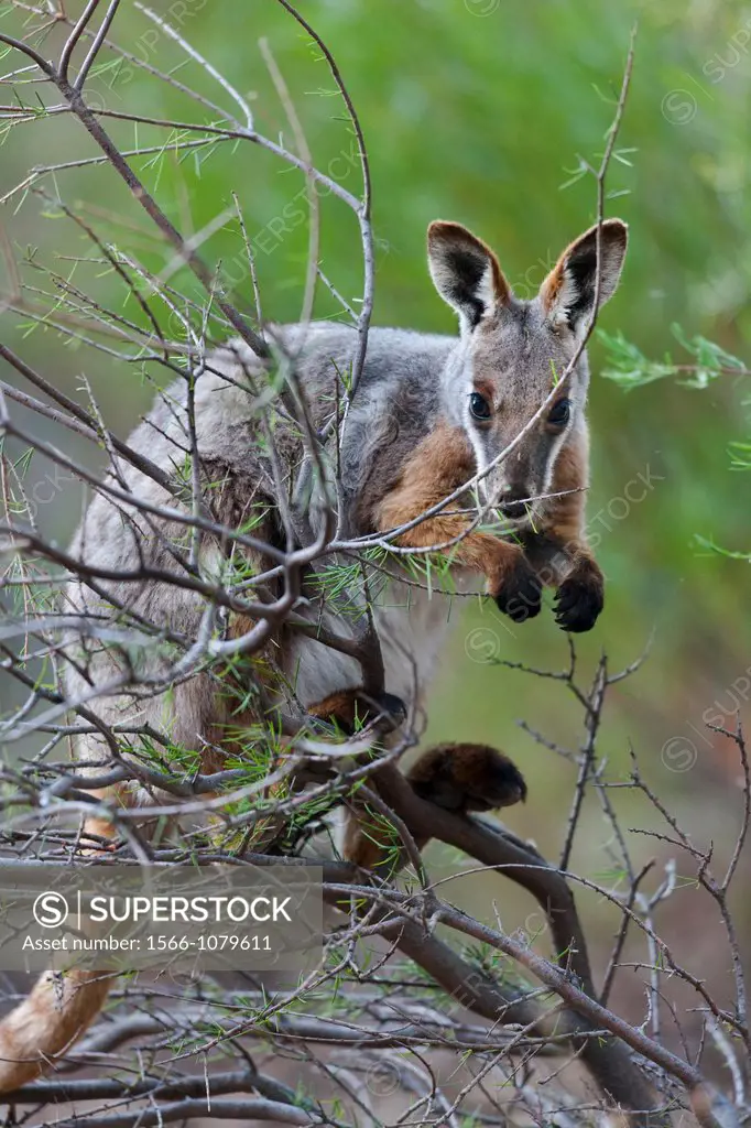 Yellow-footed rock-wallaby, Petrogale xanthopus, in the Flinders Ranges National Park in the outback of South Australia  The Yellow-footed rock-wallab...