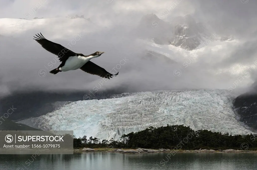 Pia Glacier, Cordillera Darwin, Beagle Channel Northeast branch, Tierra del Fuego, Patagonia, Chile, South America