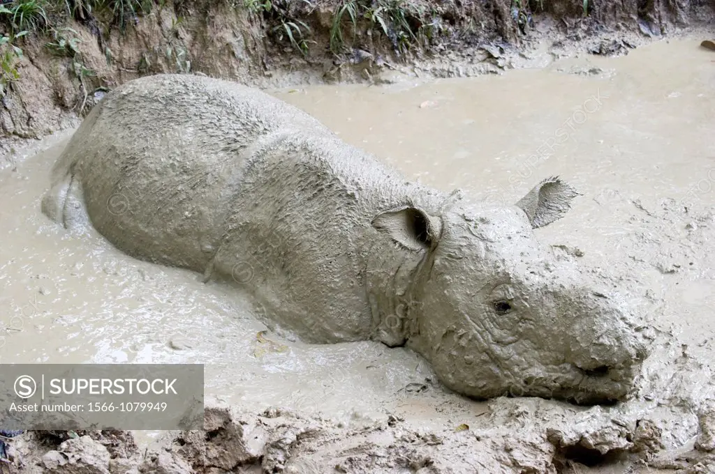 .Female Sumatran or Borneo rhino in wallow.  Rhino spend much of the heat of the day in a clay mud wallow.  The mud keeps the animals cool, protects t...