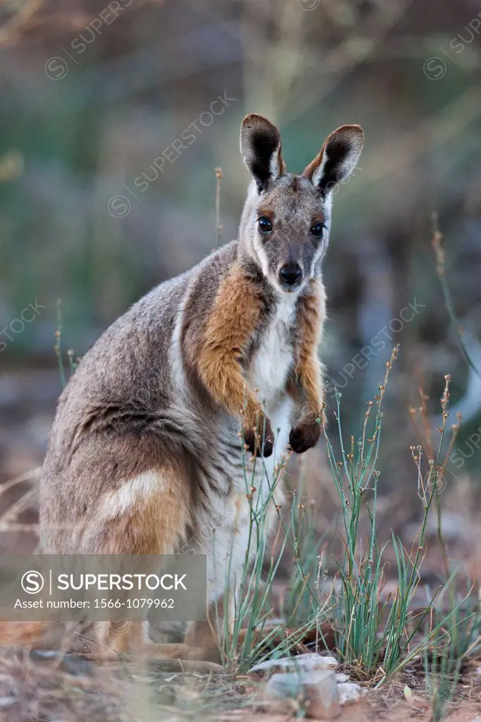 Yellow-footed rock-wallaby, Petrogale xanthopus, in the Flinders Ranges National Park in the outback of South Australia The Yellow-footed rock-wallaby...