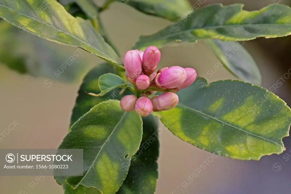 Flower Buds of Citrus maxima, Pomelo, Citrus grandis, Arunachal Pradesh, India