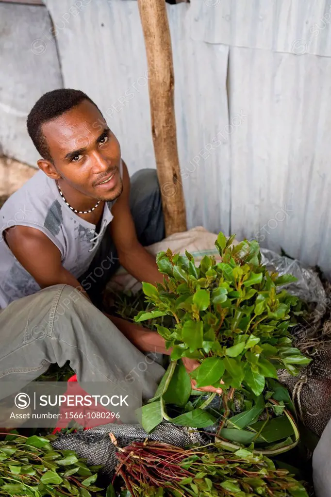 Khat or qat Catha edulis Forsk The soft leaves and twigs are chewed by Somali people The active substances of Khat are prohibited in the Europe but th...