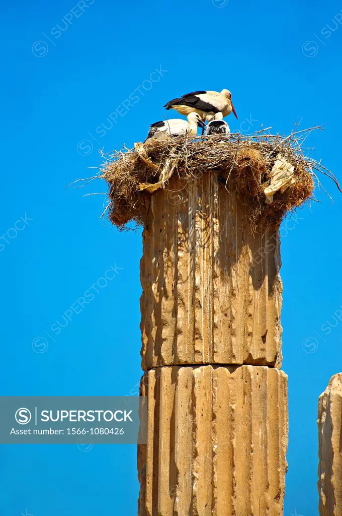 The Hellanistic Ionic columns of the Apollo Smintheion Sanctuary with Storks nesting ontop, near Gulpinar Village Turkey  The Temple of Apollo is dedi...