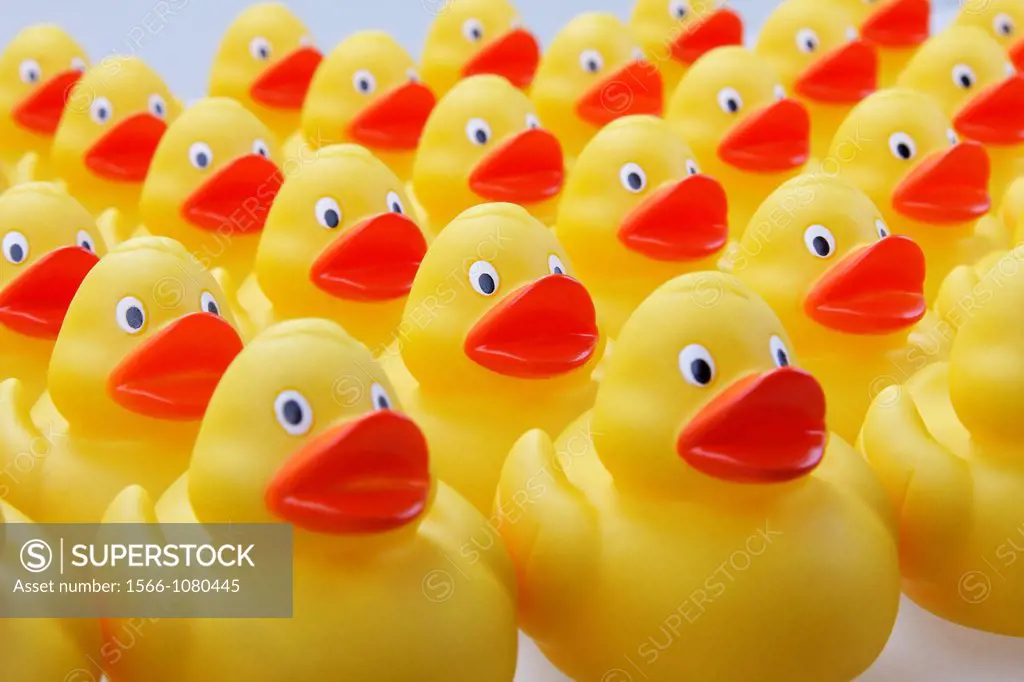flock of rubber ducks in columns brought into line