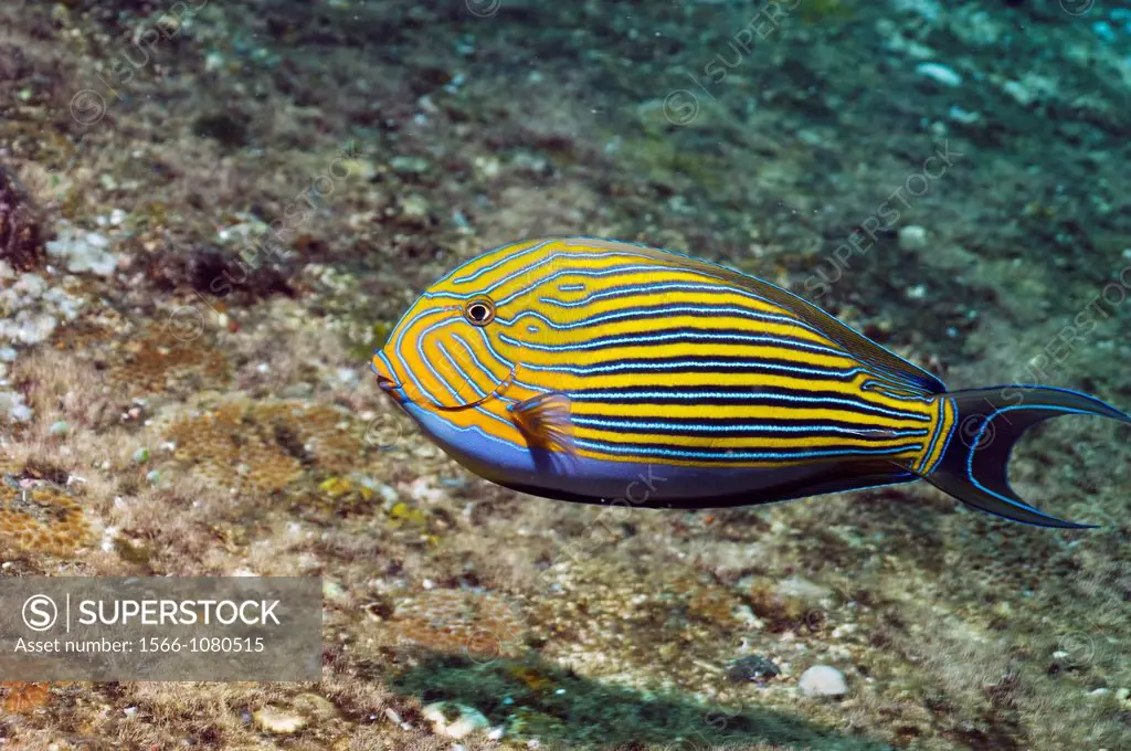 Striped surgeonfish Acanthurus lineatus  Territorial and aggressiver  Bali, Indonesia