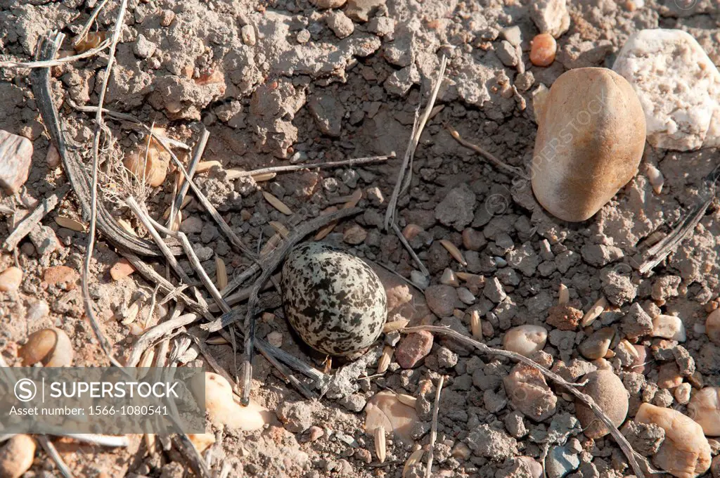 Plover nest with eggs, typically laid in simple ground depressed areas, in the middle of a road, Doñana, Spain