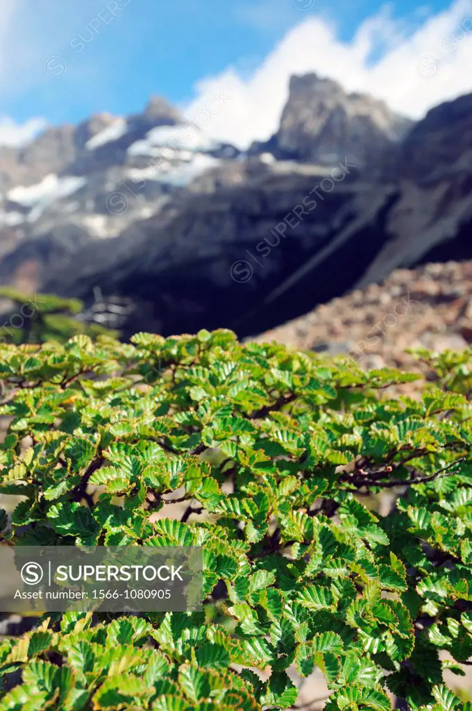 Lenga (Nothofagus sp.) leaves, Los Glaciares National Park, Patagonia, Argentina