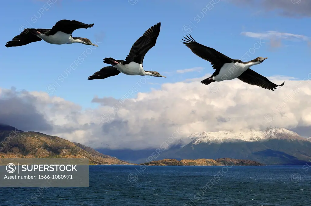 cormorants, Beagle Channel Northeast branch, Tierra del Fuego, Patagonia, Chile, South America