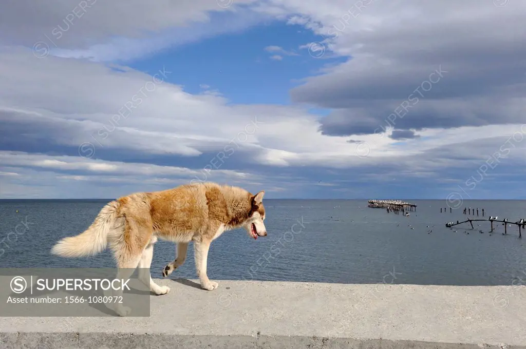 dog walking on the parapet of the sea wall on the edge of the Strait of Magellan, Punta Arenas, Strait of Magellan, Peninsula of Brunswick, Chile, Sou...