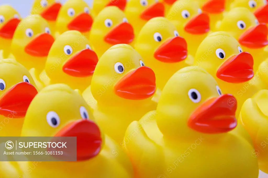 flock of rubber ducks in columns brought into line