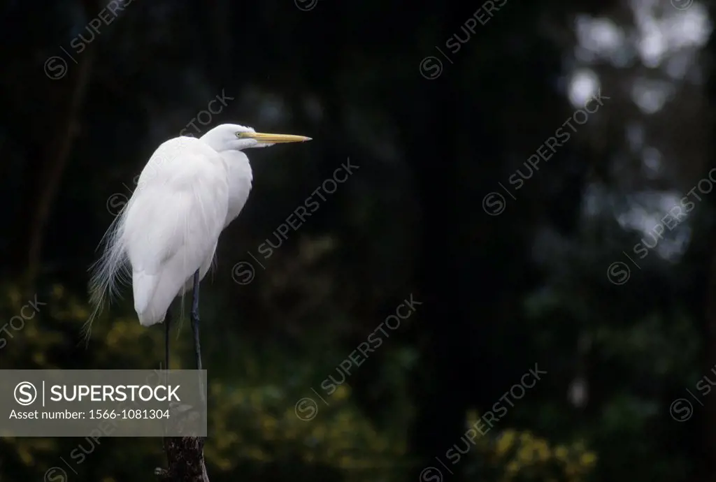 Great egret visitor, San Diego Zoo, Balboa Park, San Diego, California, USA