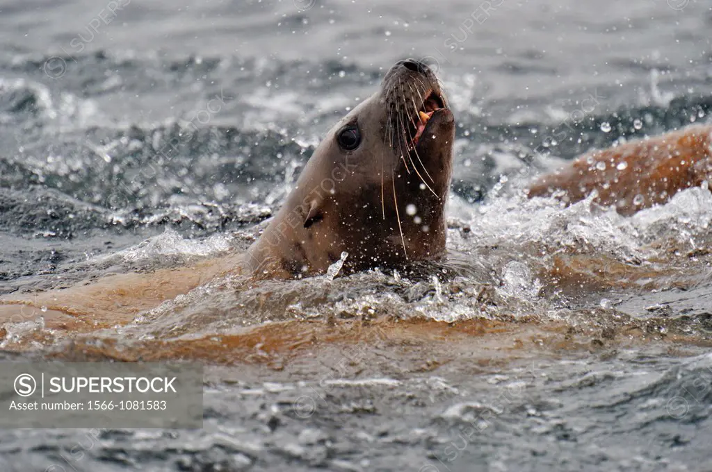 Steller sea lion Eumetopias jubatus Swimming near haulout at Ashby Point, Hope Island, Vancouver Is, British Columbia, Canada