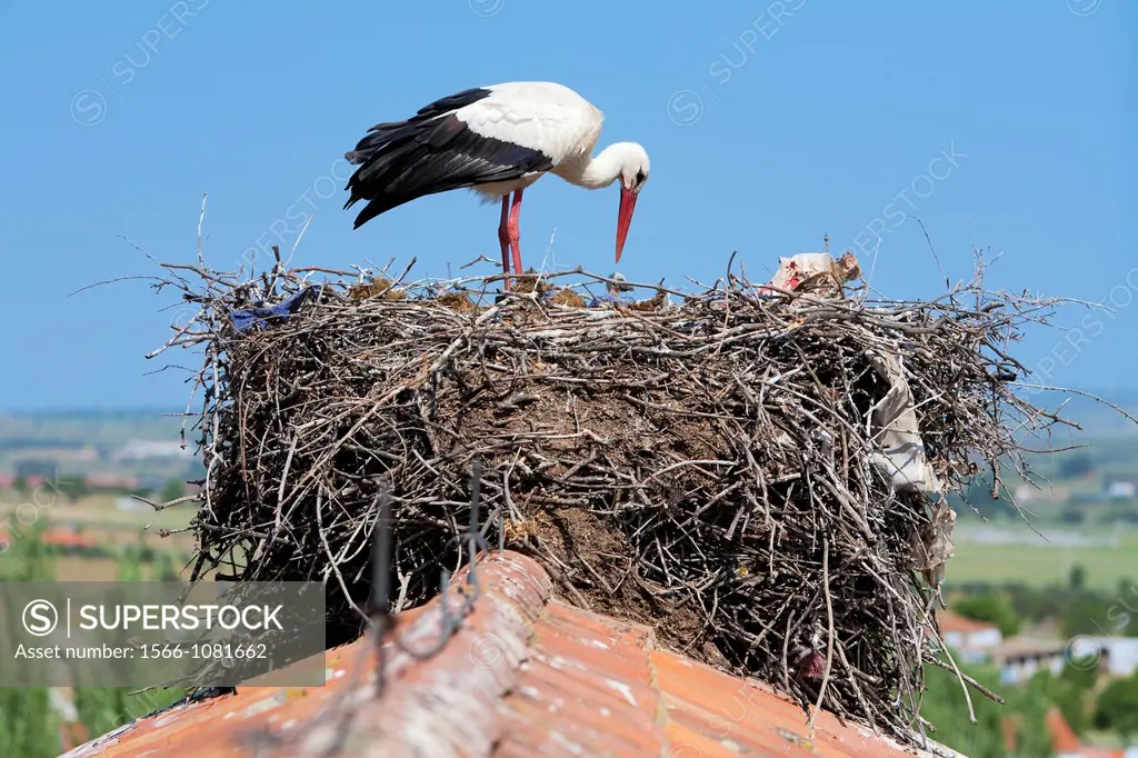White stork Ciconia ciconia in their nest in Quintana de la Serena, Badajoz province  Extremadura  Spain