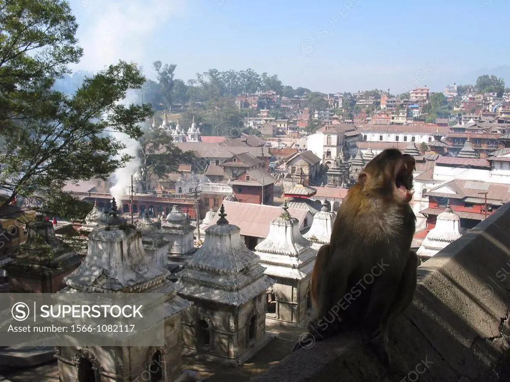 Wild monkey in the holy city of Baktapur, near Katmandu