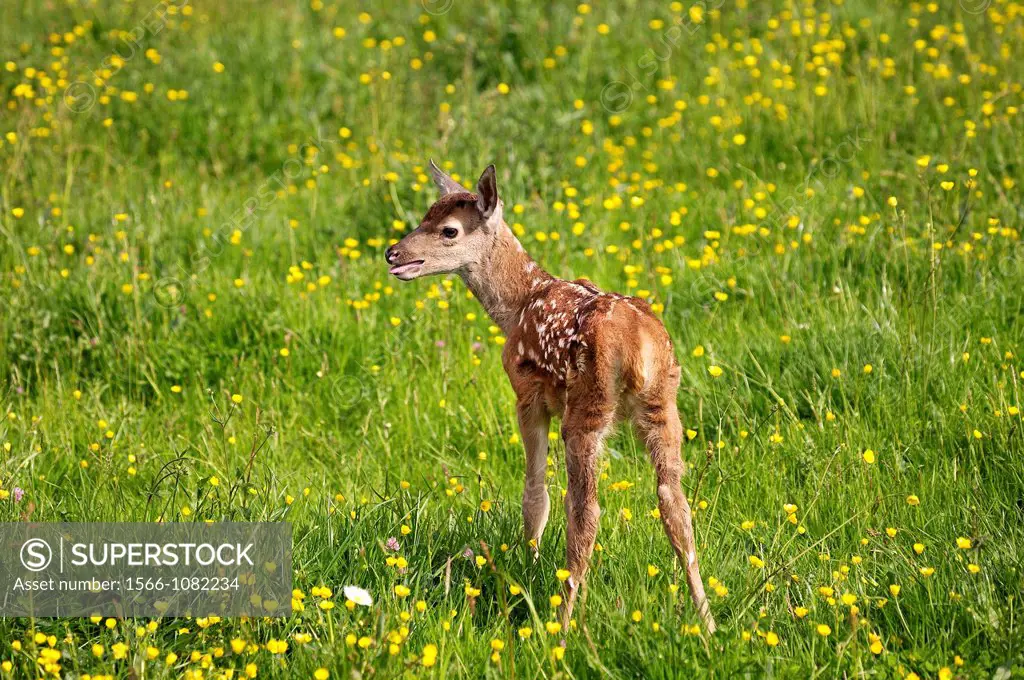 Roe Deer, capreolus capreolus, Fawn calling out in Yellow Flowers, Normandy