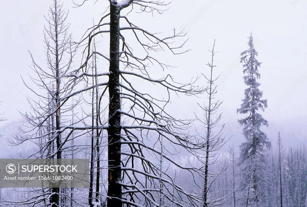Snowy forest at Harts Pass, Okanogan National Forest, Washington