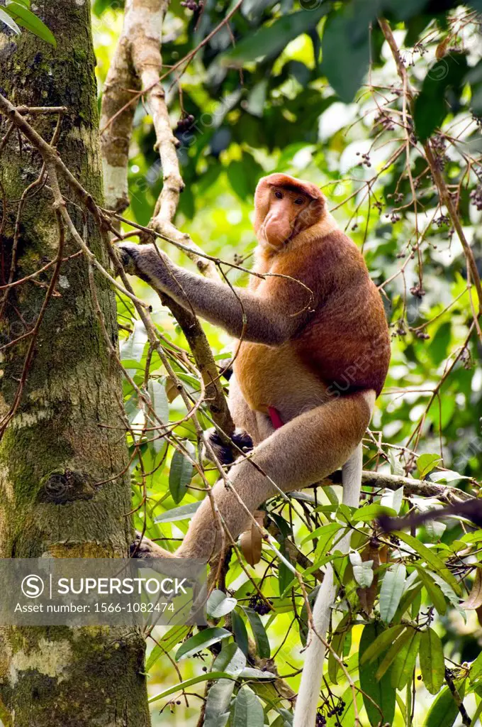Male proboscis monkey, Narsalis larvatus is only found on Borneo  Proboscis monkeys are listed as endangered by the IUCN Red List  Adolescent male pro...