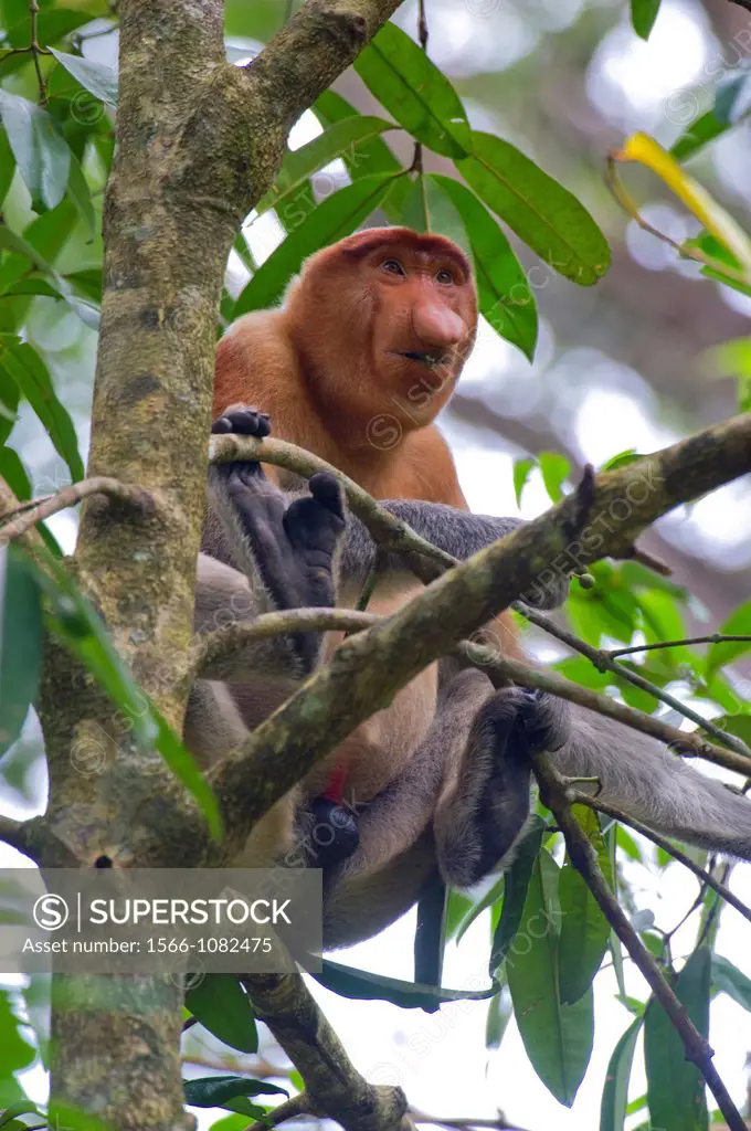 Male proboscis monkey, Narsalis larvatus is only found on Borneo  Proboscis monkeys are listed as endangered by the IUCN Red List  Adolescent male pro...